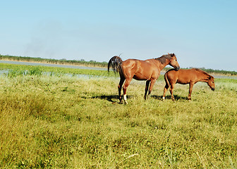 Image showing Love of animals