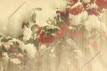 Image showing berry branches