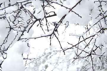 Image showing Pine branch