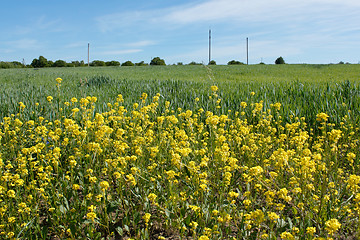 Image showing Rural road covered with asphalt