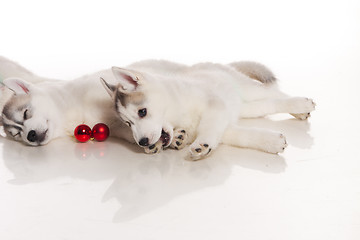 Image showing newborn puppy