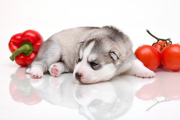 Image showing newborn puppy