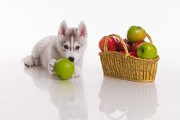 Image showing newborn puppy