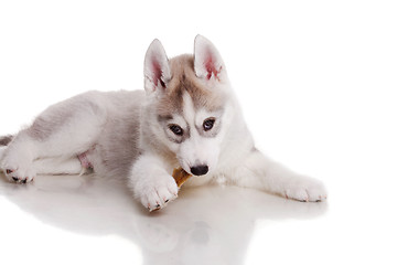 Image showing newborn puppy