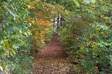 Image showing autumn forest scenery