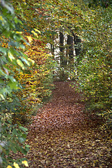 Image showing autumn forest scenery