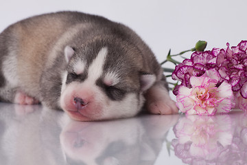 Image showing newborn puppy