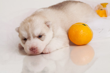 Image showing newborn puppy