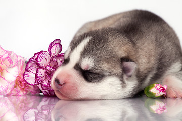 Image showing newborn puppy