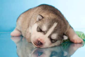 Image showing newborn puppy