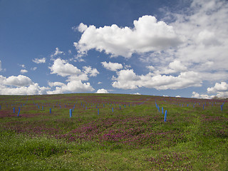 Image showing Young acacia trees