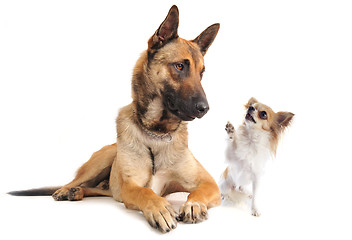 Image showing malinois and chihuahua