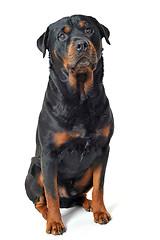 Image showing rottweiler