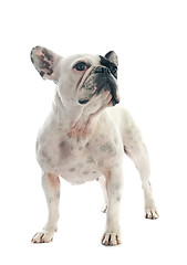 Image showing french bulldog 