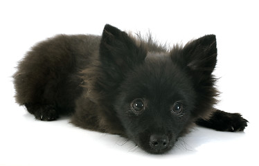 Image showing puppy spitz
