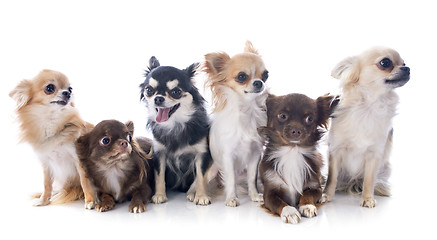 Image showing chihuahuas