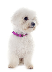 Image showing bichon frise