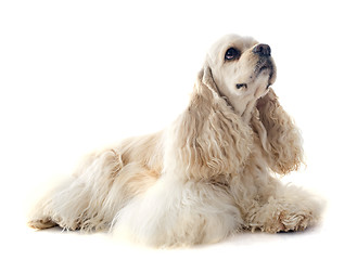 Image showing american cocker spaniel