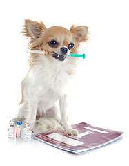 Image showing chihuahua and syringe