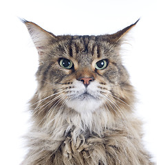 Image showing maine coon cat