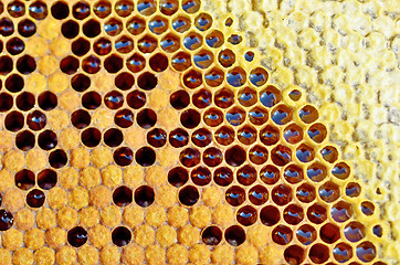 Image showing honey in honeycomb closeup