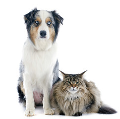 Image showing australian shepherd and maine coon