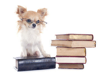 Image showing chihuahua and books