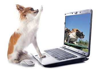 Image showing chihuahua and computer