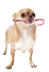 Image showing chihuahua and candy