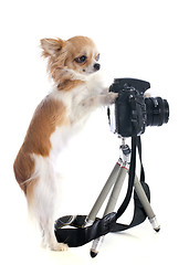 Image showing chihuahua and camera