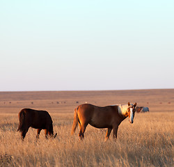 Image showing Two horses grazing in evening pasture