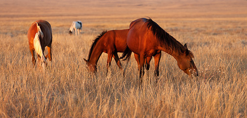 Image showing Horses grazing in pasture
