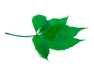 Image showing Green virginia creeper leaves on white background