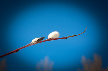 Image showing The Flower of pussy willow