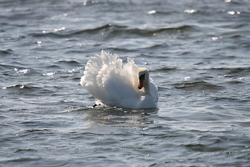 Image showing swan