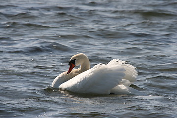 Image showing swan