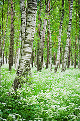 Image showing Tree trunks in a birch forest and wild flowers, close-up