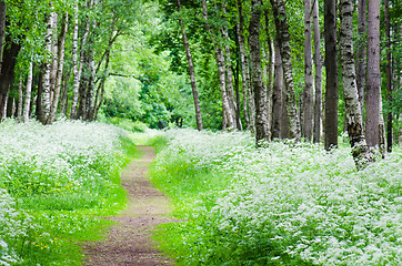 Image showing Footpath in a birchwood June day. Summer background