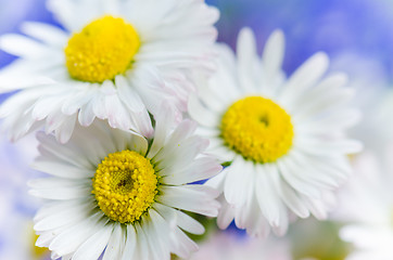 Image showing Bouquet of daisies and cornflowers close-up