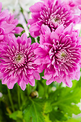 Image showing Summer flowers bouquet, close-up  