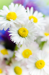 Image showing Bouquet of daisies and cornflowers close-up