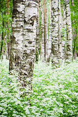 Image showing Tree trunks in a birch forest and wild flowers, close-up