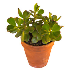 Image showing Indoor succulent plant