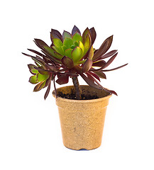 Image showing Indoor succulent plant