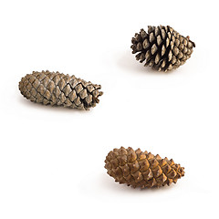 Image showing  Pine Cones isolated on white