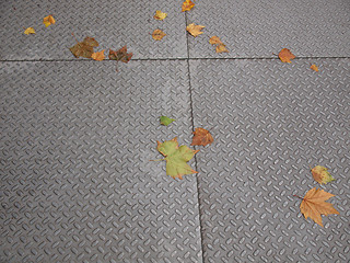 Image showing Leaves on pavement