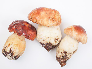 Image showing Porcini Mushroom