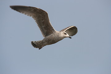 Image showing gull