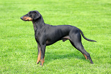 Image showing The typical black Manchester Terrier