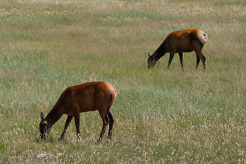 Image showing Two mule deers on morning pasture